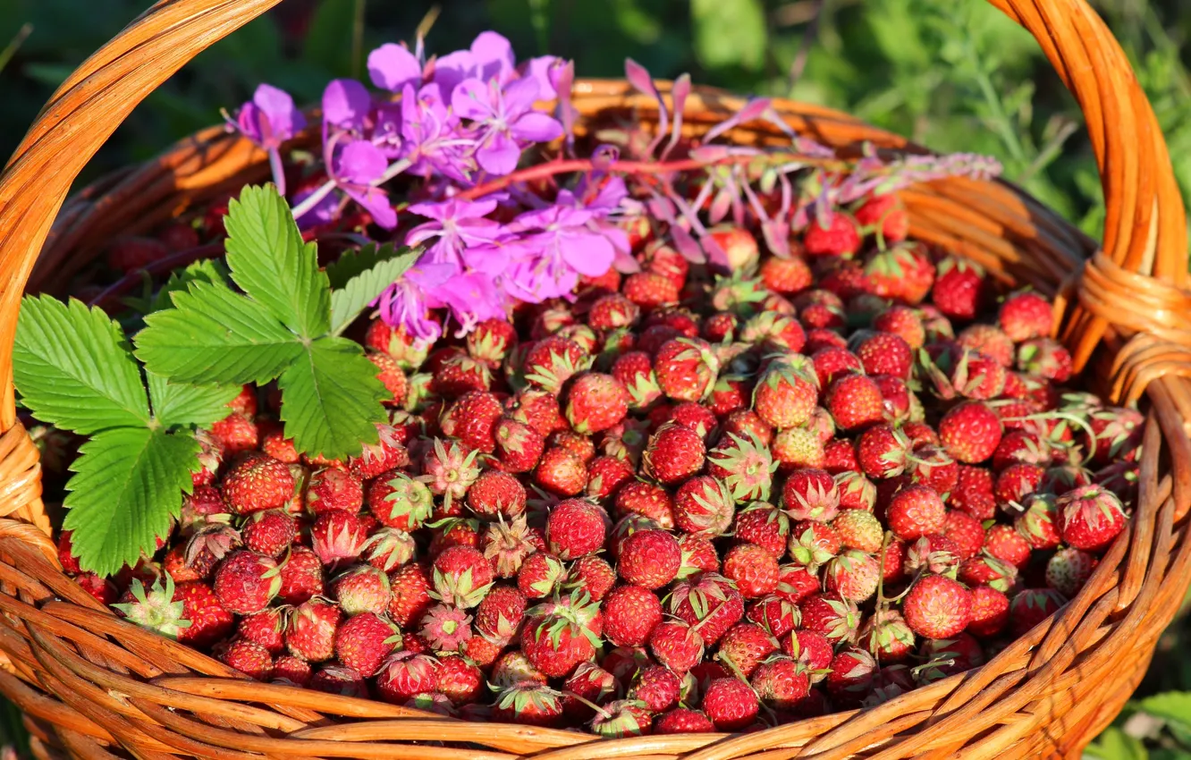 Photo wallpaper berries, basket, meadow strawberry
