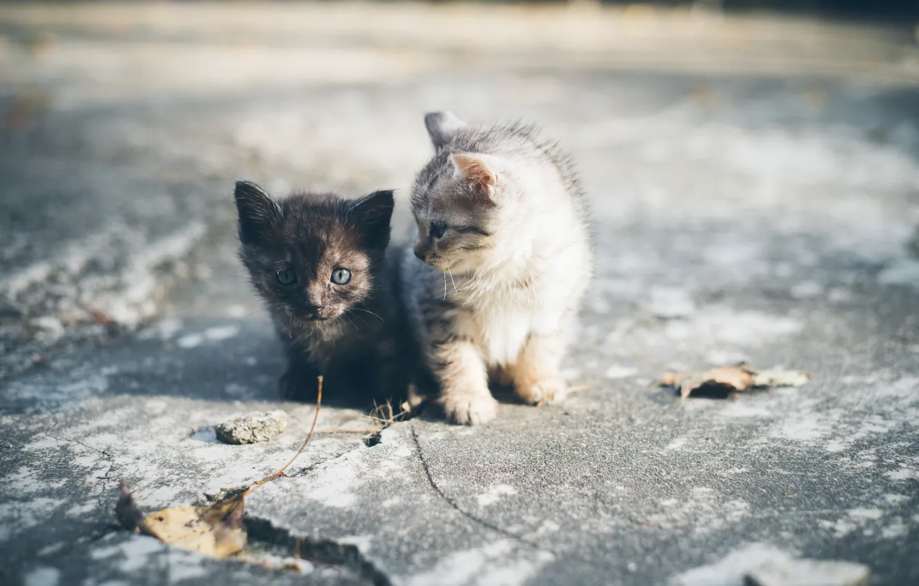 Photo wallpaper baby, kitty, a couple