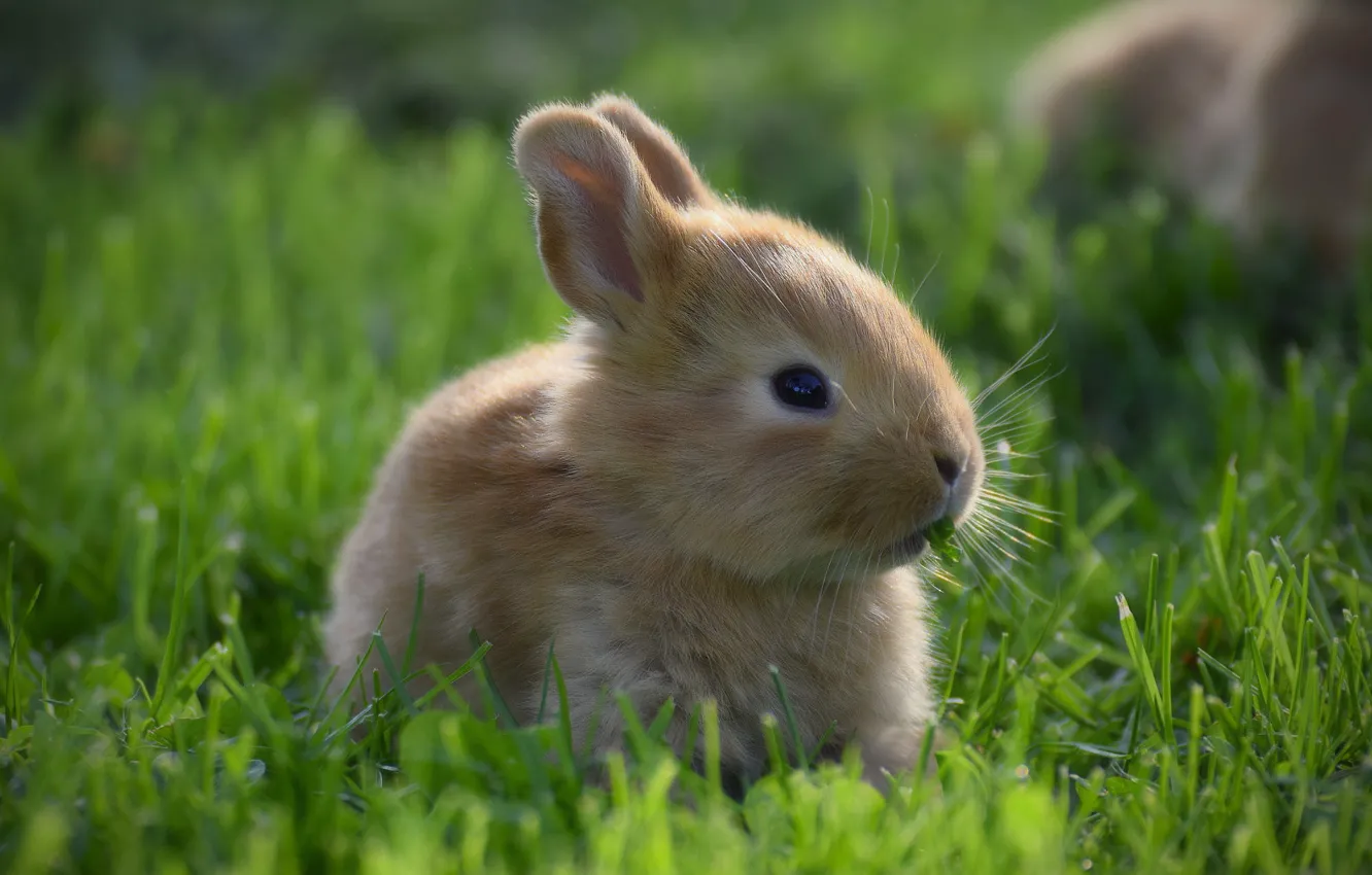 Photo wallpaper grass, look, hare, portrait, rabbit, baby, red, muzzle