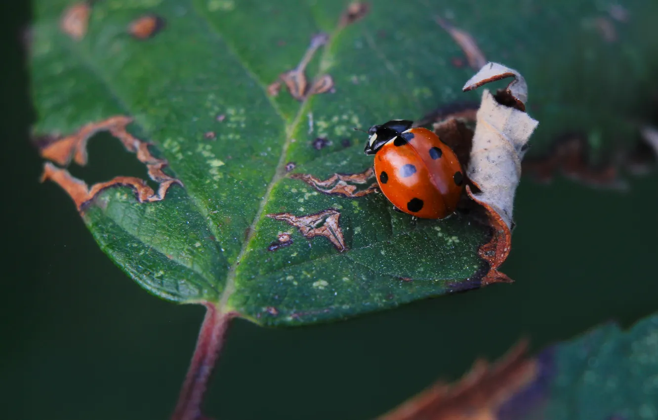 Photo wallpaper leaf, insect, ladybird