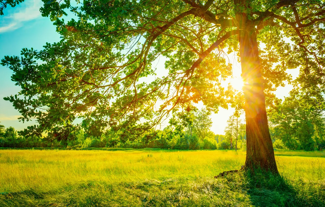 Photo wallpaper greens, forest, summer, grass, the sun, branches, tree, glade