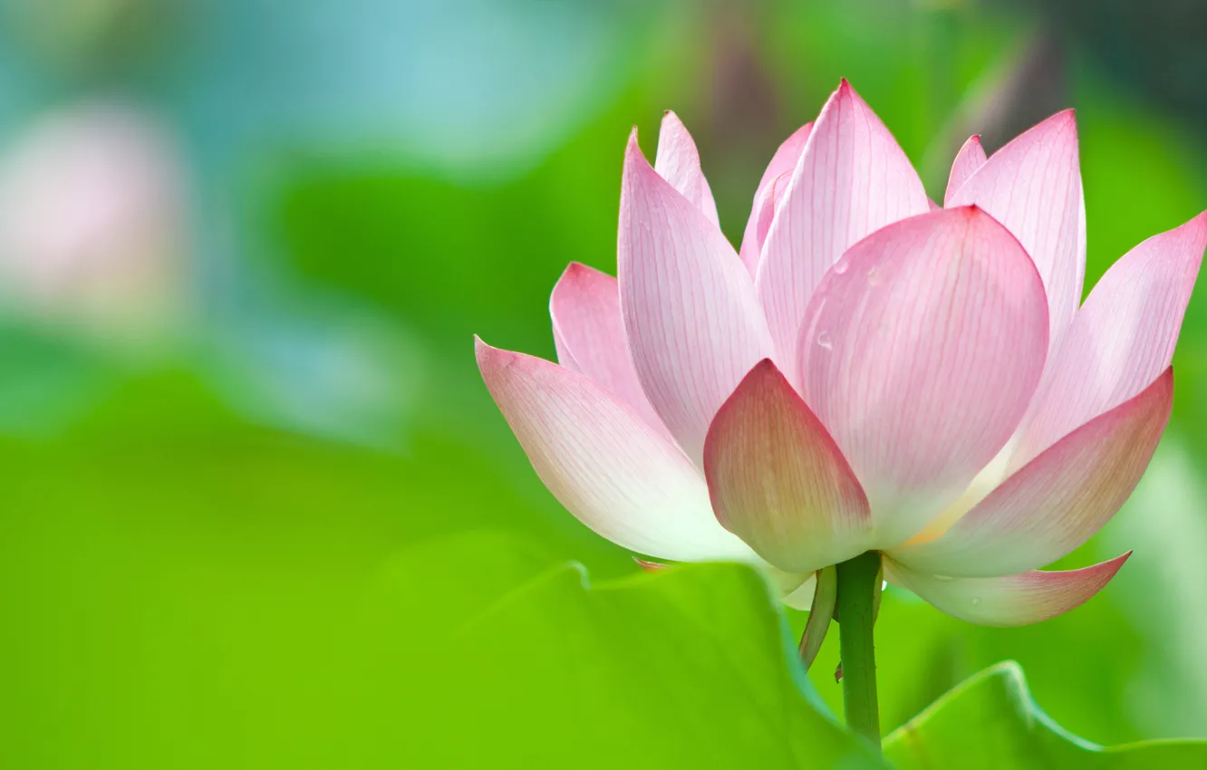 Photo wallpaper flowers, Lotus, Lotus