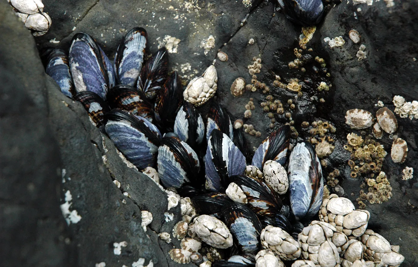 Photo wallpaper macro, shellfish