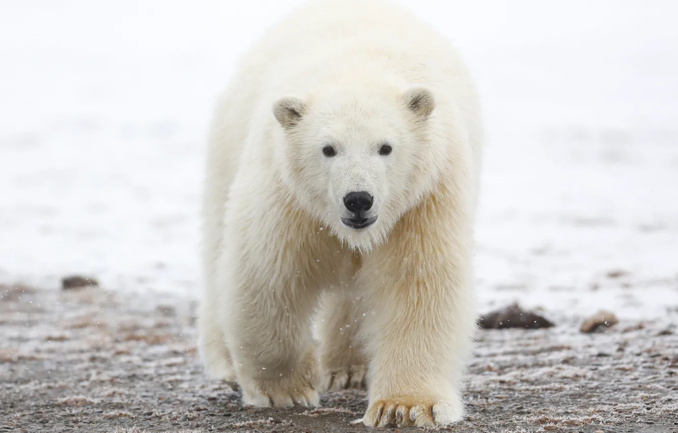 Photo wallpaper winter, white, the sky, look, face, snow, nature, animal