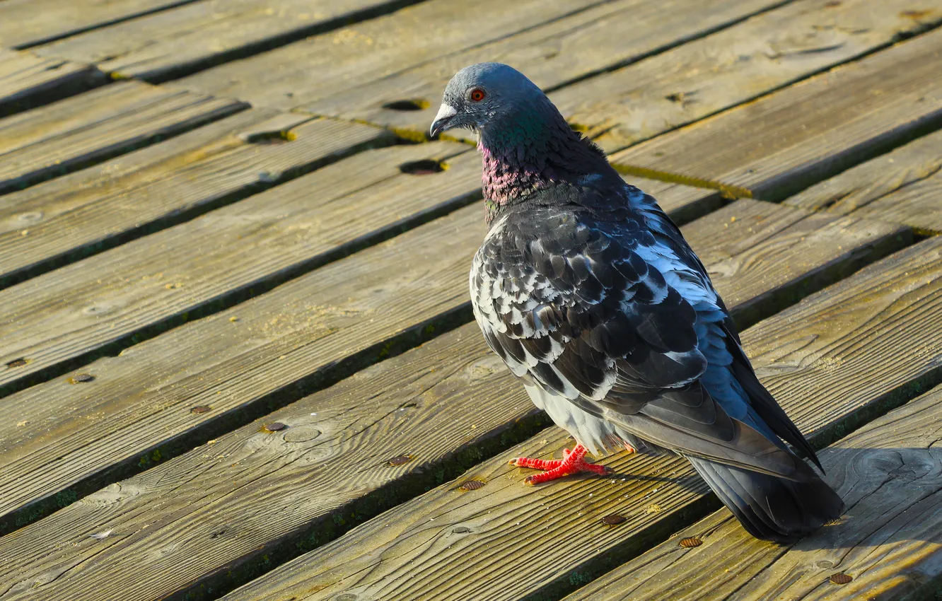 Photo wallpaper bird, pigeon, boards