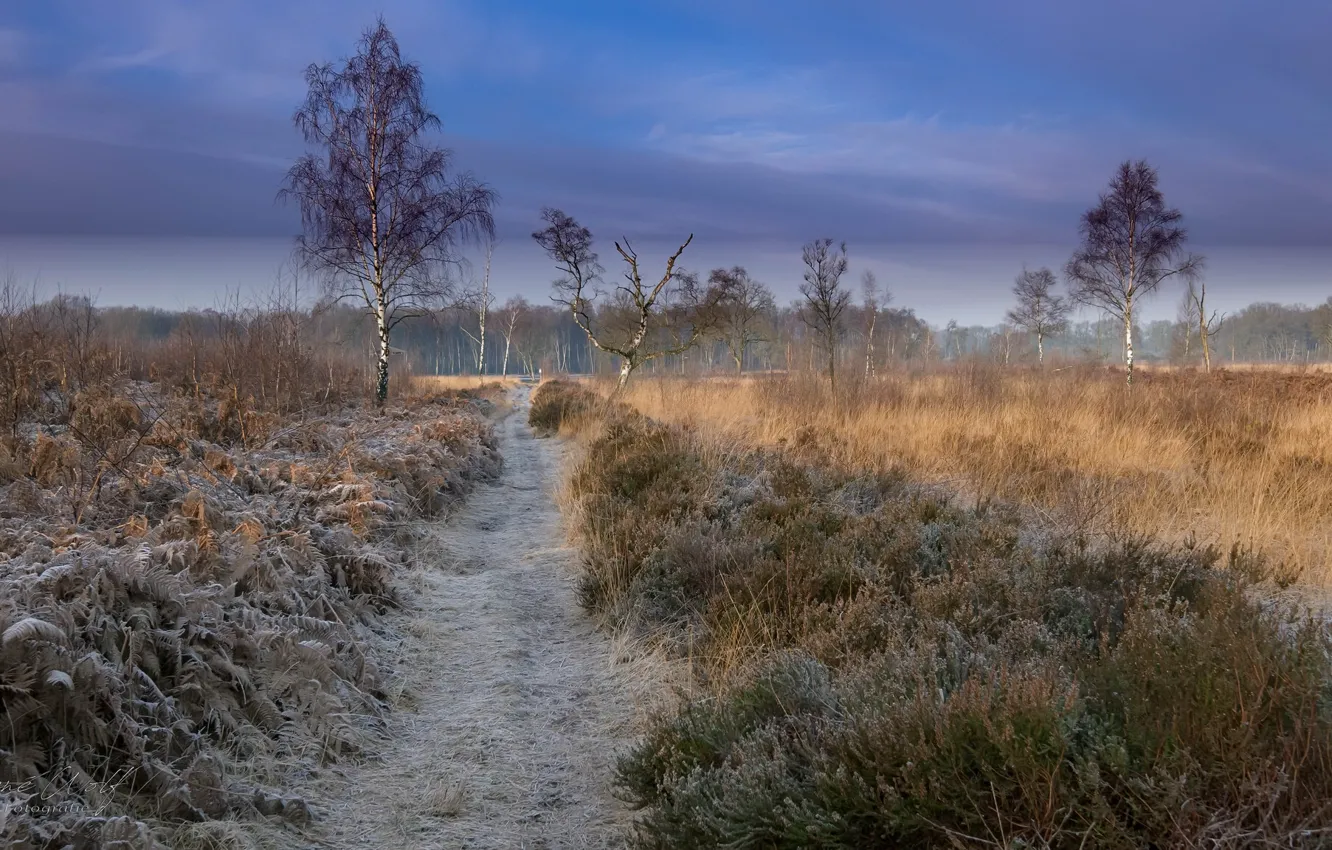 Photo wallpaper frost, field, nature
