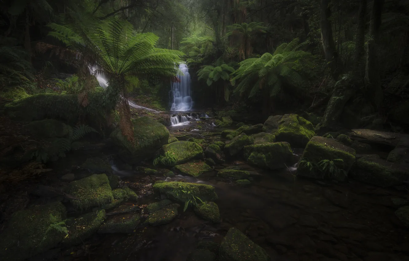 Photo wallpaper nature, river, stones, jungle
