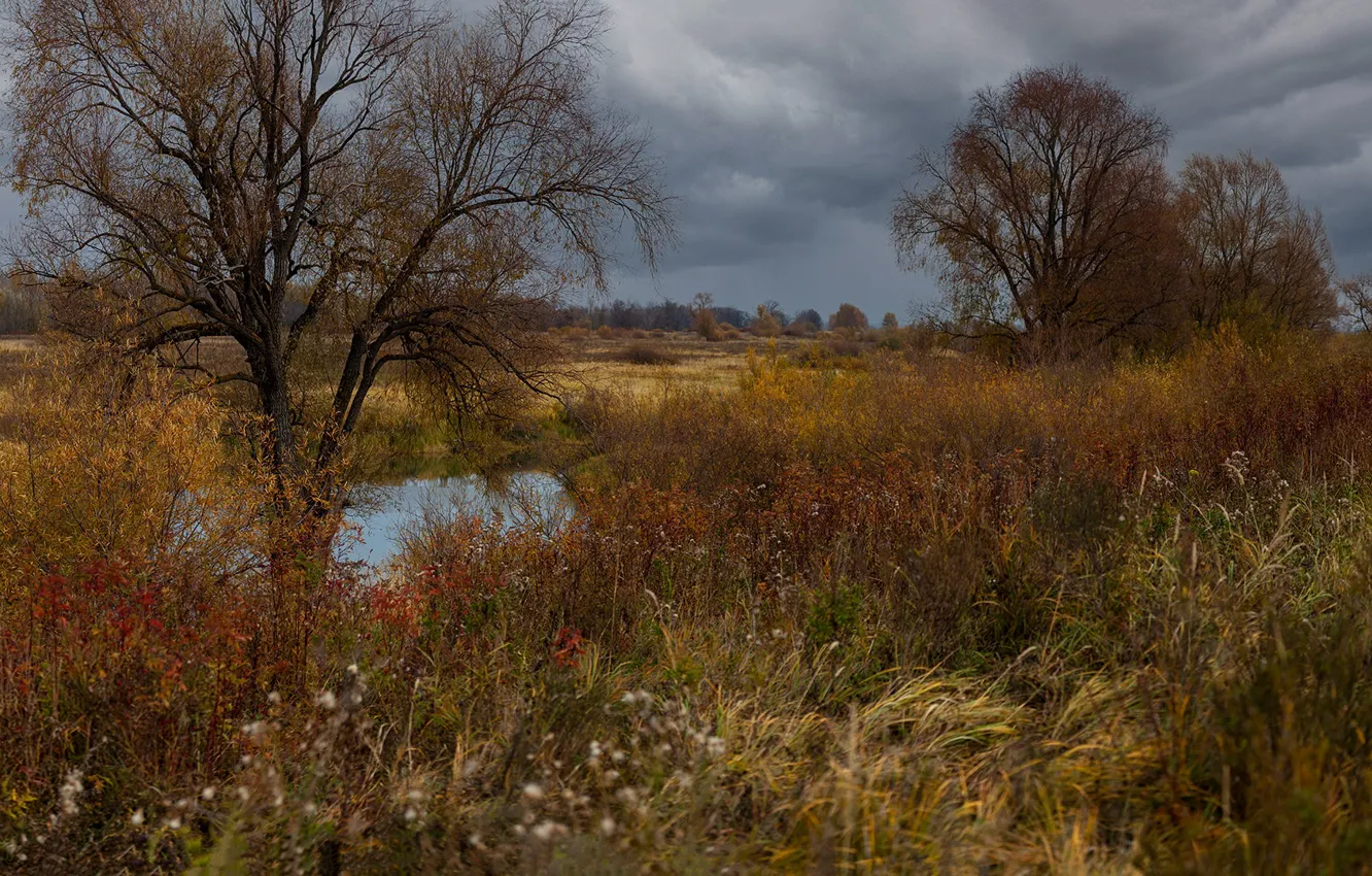 Photo wallpaper autumn, grass, trees, landscape, clouds, nature, swamp