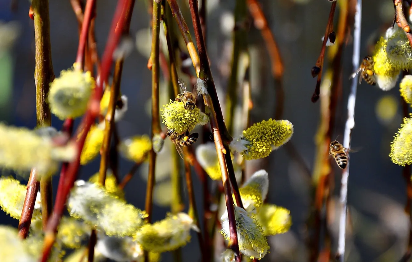 Photo wallpaper branches, nature, pollen, spring, Verba, bees