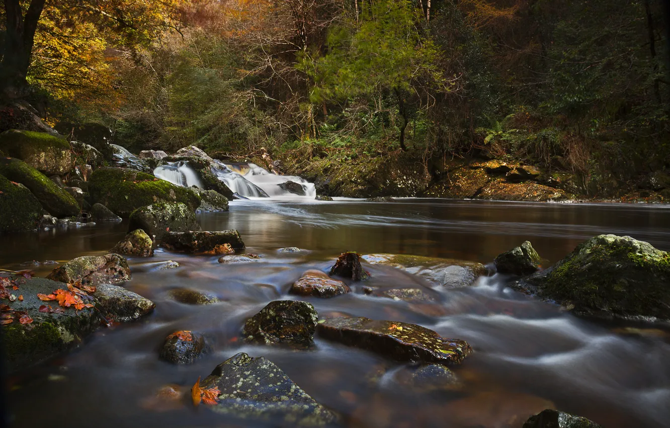 Photo wallpaper autumn, forest, river, stones, England, Devon, England, River Erme