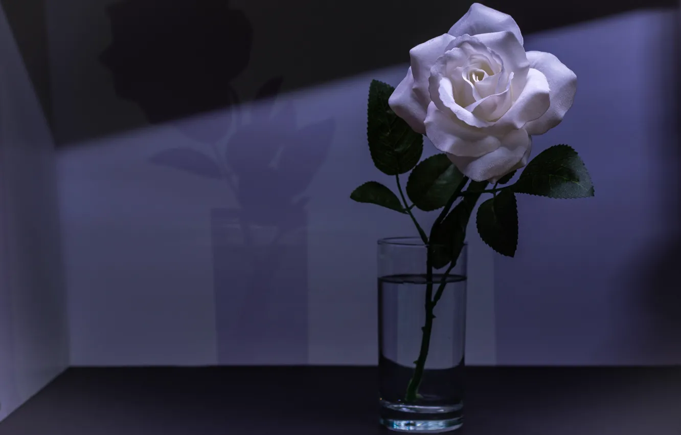 Photo wallpaper white, purple, glass, light, flowers, glass, background, dark