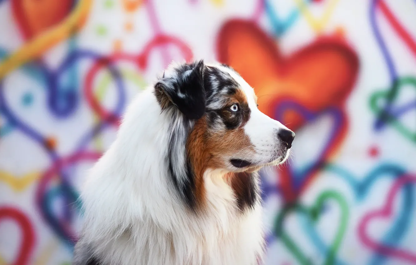 Photo wallpaper look, pose, background, graffiti, heart, portrait, dog, profile
