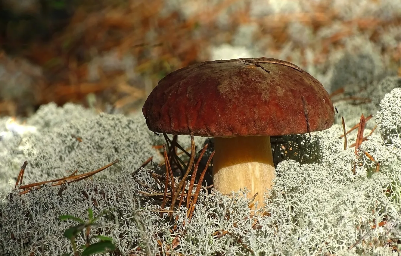 Photo wallpaper nature, mushrooms, Borovik