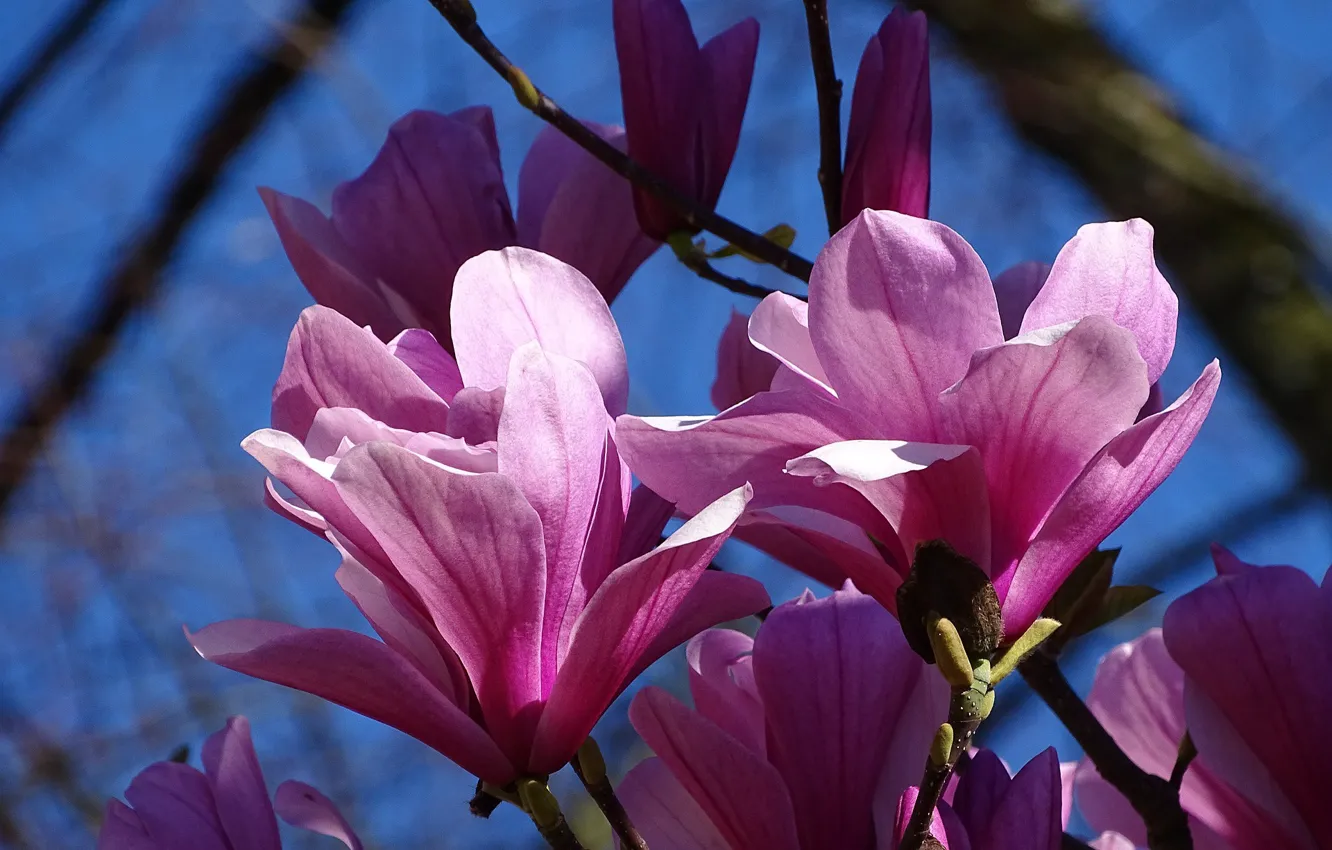 Photo wallpaper petals, flowering, Magnolia