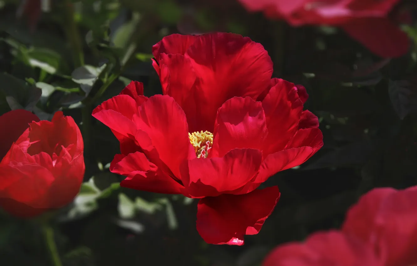 Photo wallpaper flower, leaves, macro, light, flowers, red, the dark background, bright
