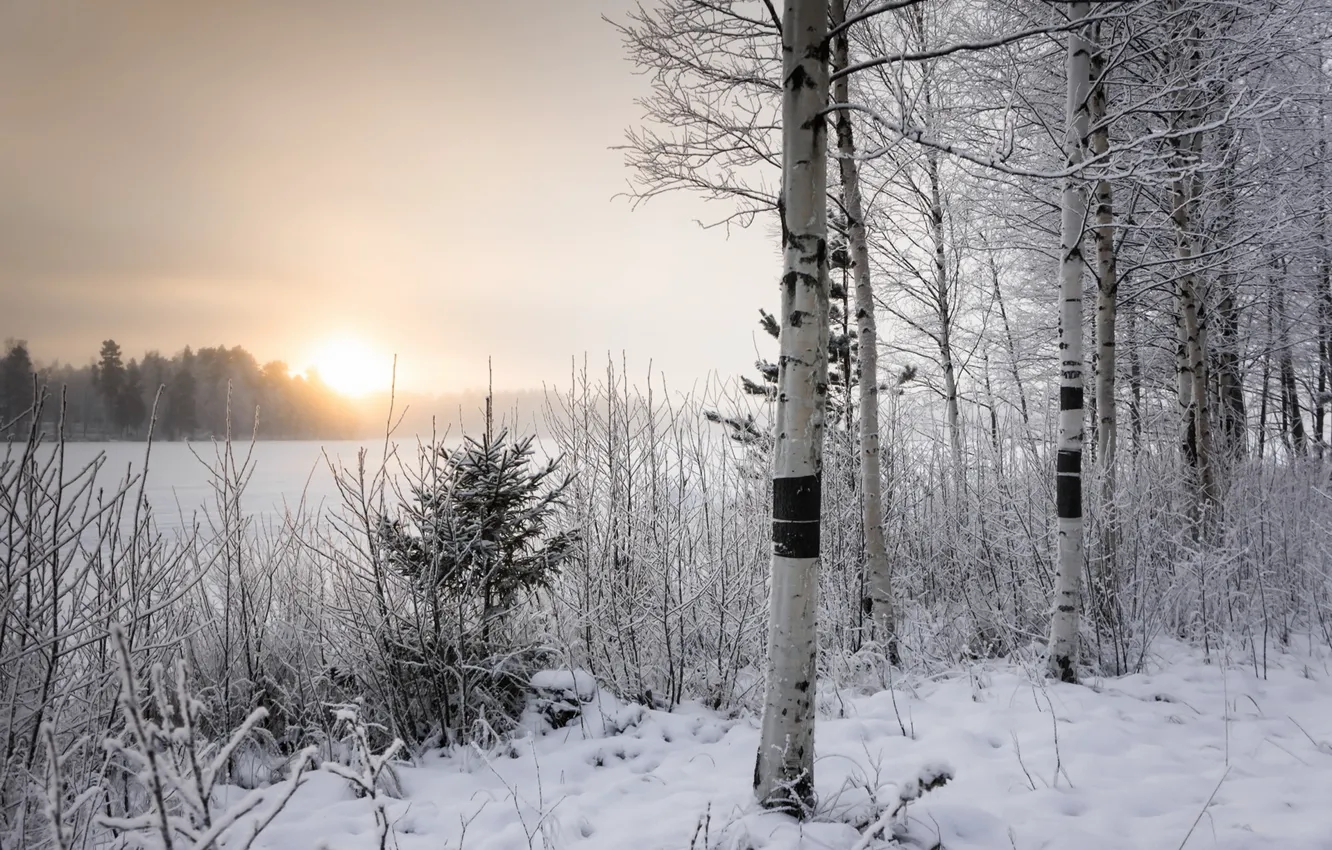 Photo wallpaper winter, morning, birch
