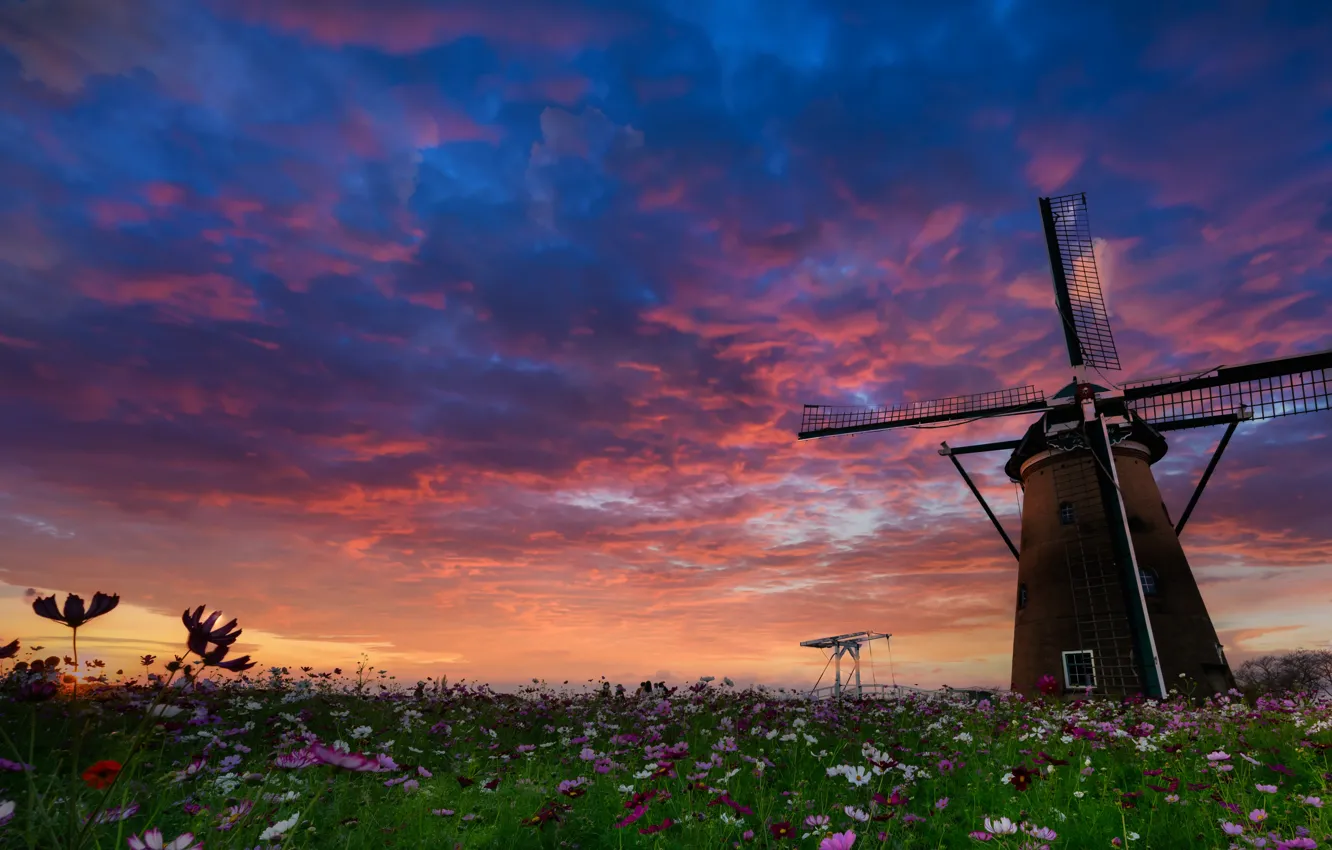 Photo wallpaper field, the sky, clouds, flowers, twilight, windmill