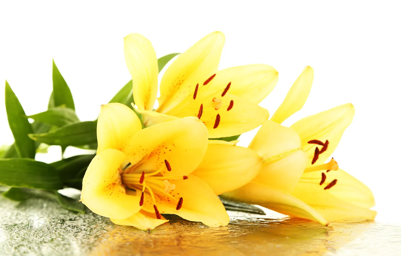 Photo wallpaper flowers, droplets, petals, stamens, leaf, flowers, leaves, drops