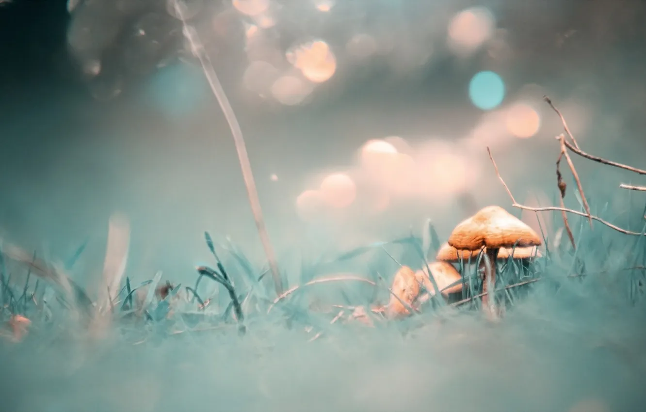 Photo wallpaper nature, background, mushrooms