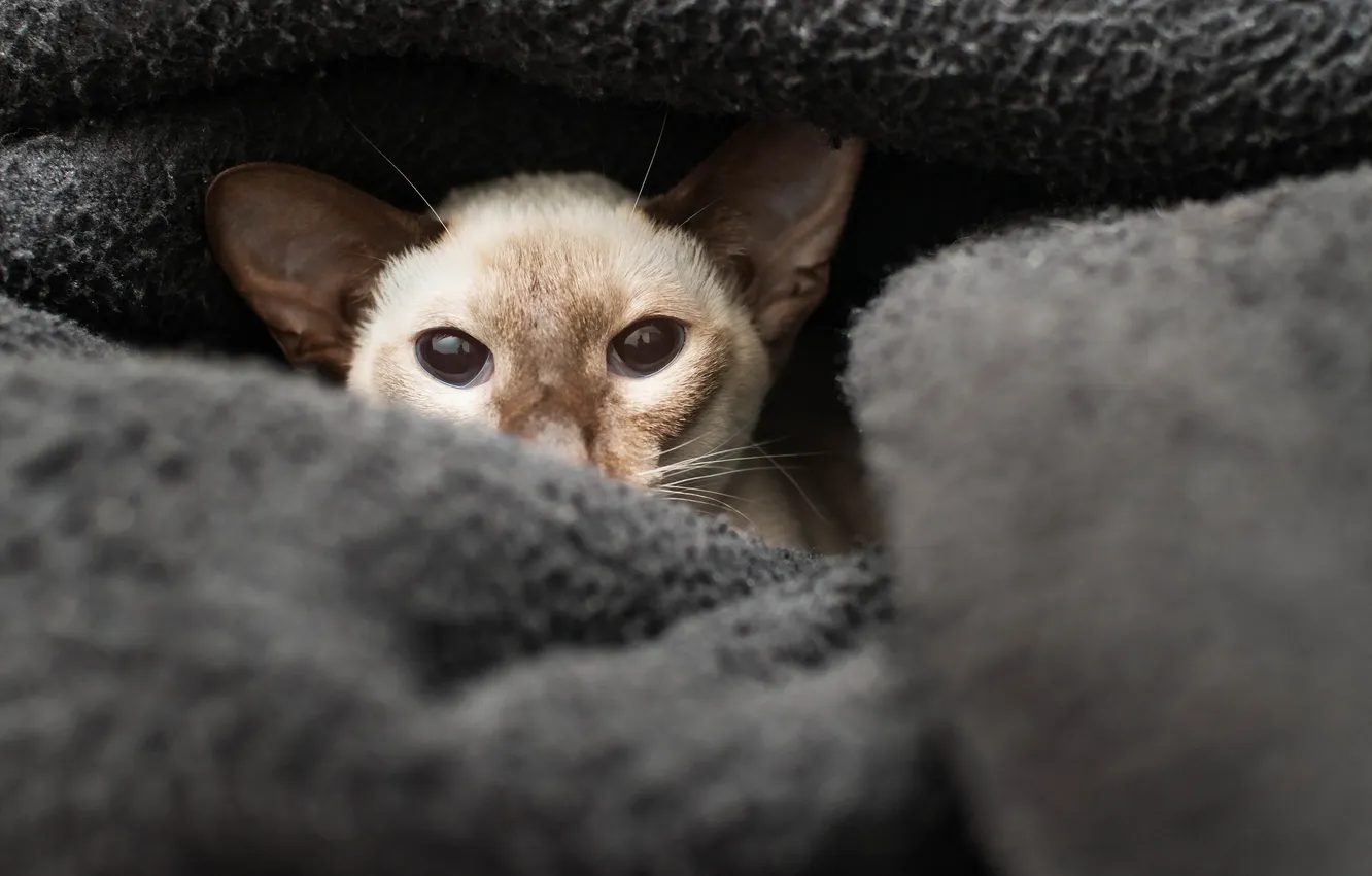 Photo wallpaper cat, look, background