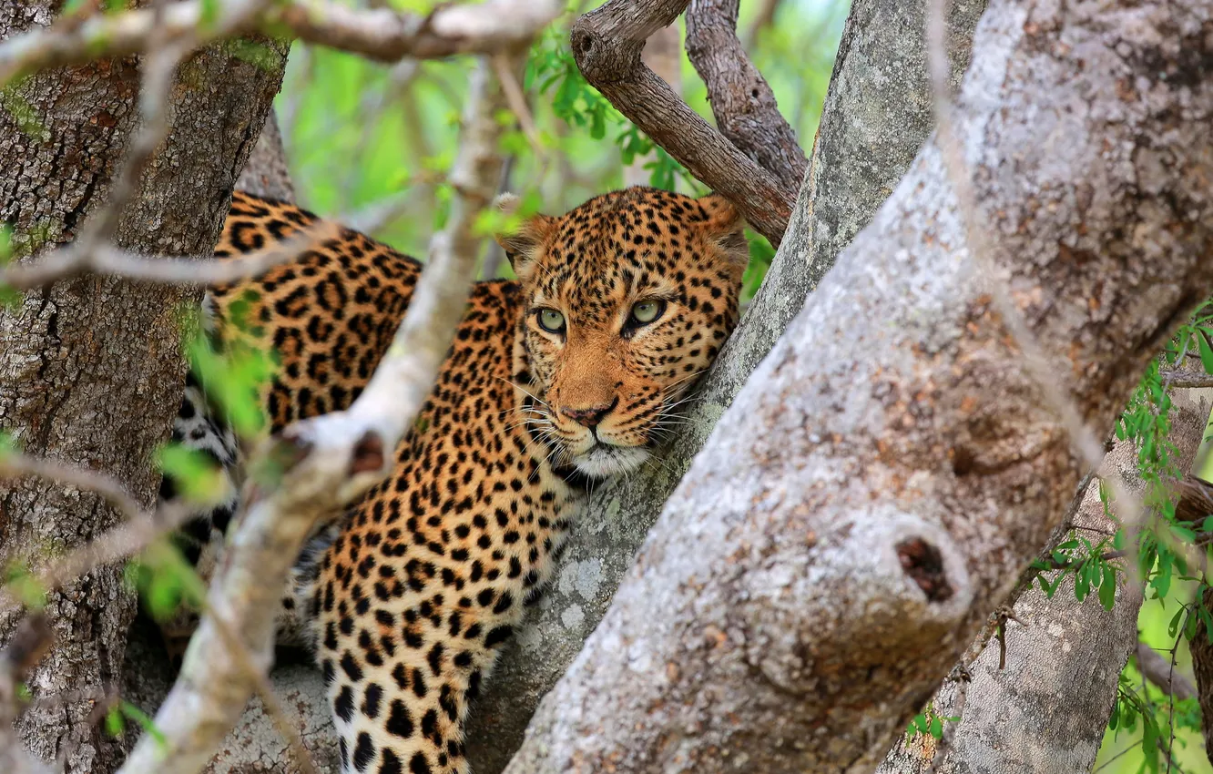 Photo wallpaper look, tree, predator, leopard, Savannah