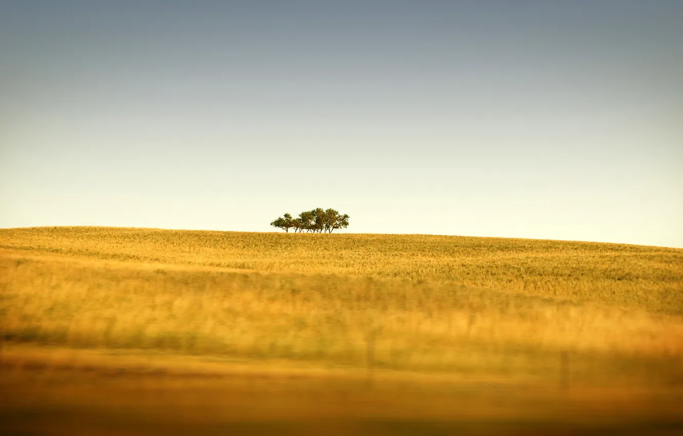 Photo wallpaper field, grass, trees, nature, photo, tree, hills, landscapes