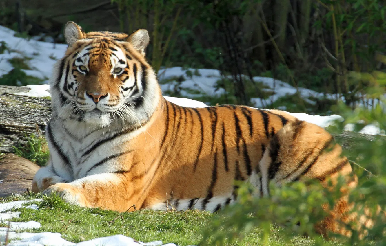 Photo wallpaper cat, grass, snow, tiger, stay, Amur