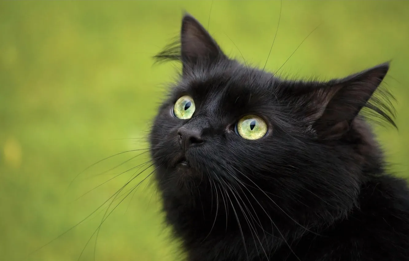 Photo wallpaper cat, look, Black