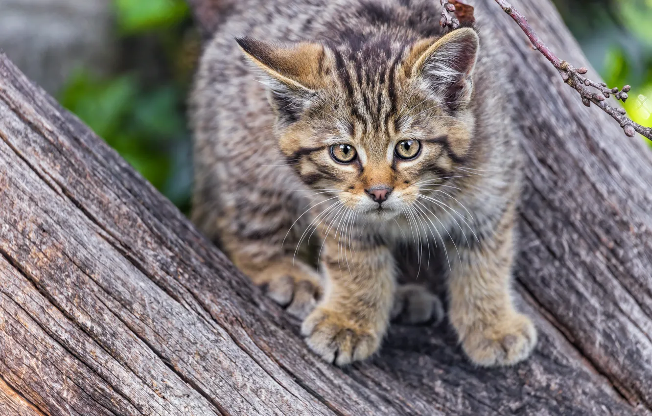 Photo wallpaper log, kitty, wild forest cat