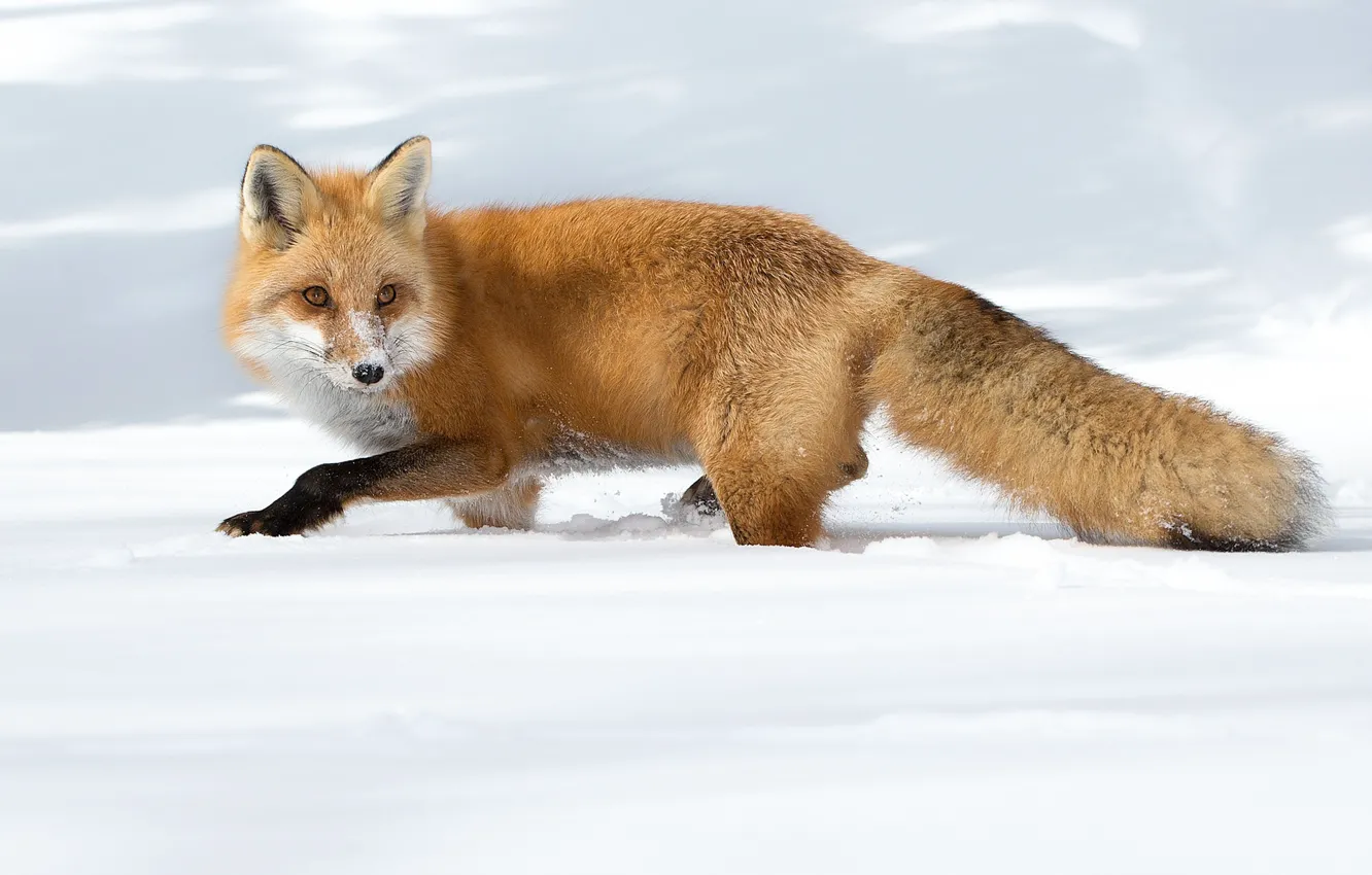 Photo wallpaper fox, winter, snow, wildlife, hunting