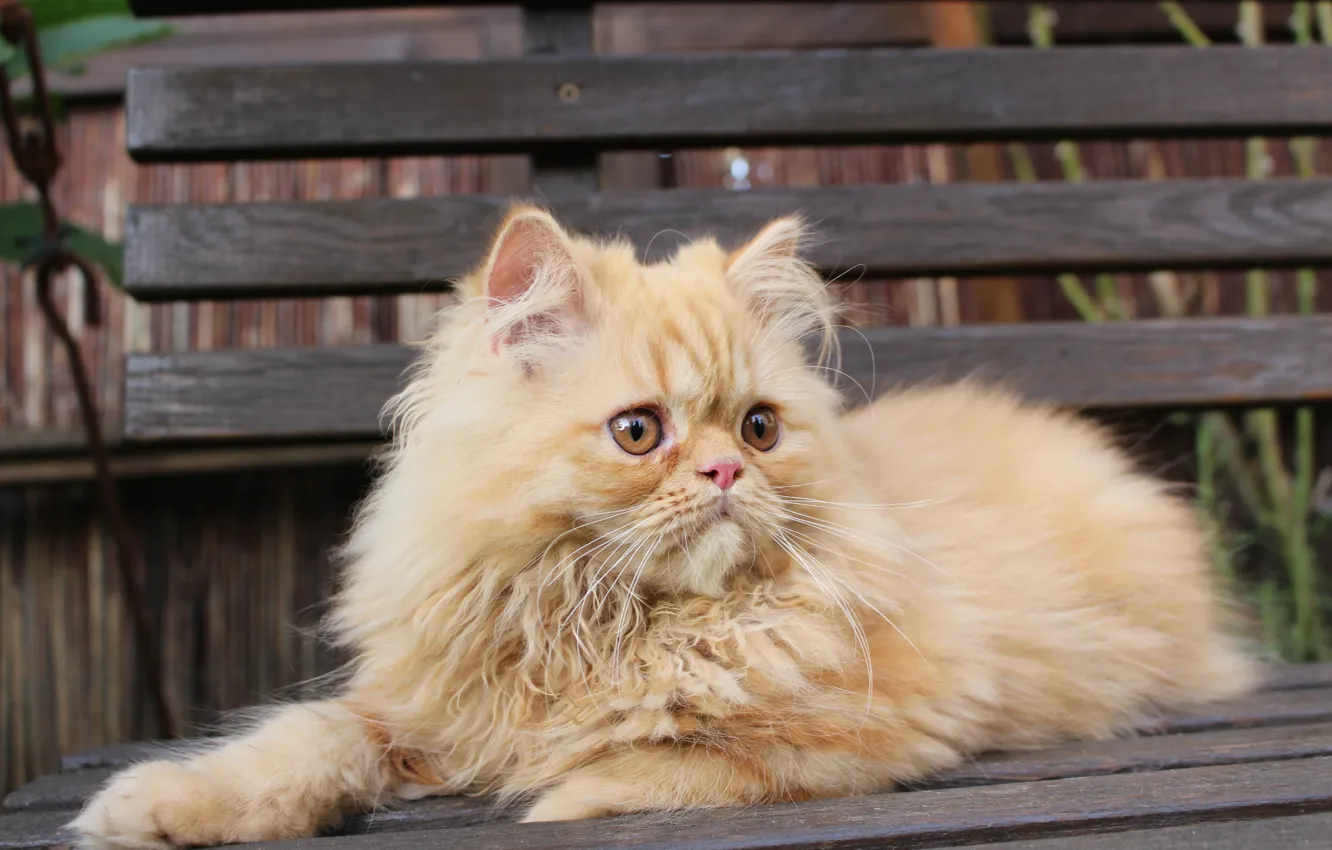 Photo wallpaper cat, wool, red
