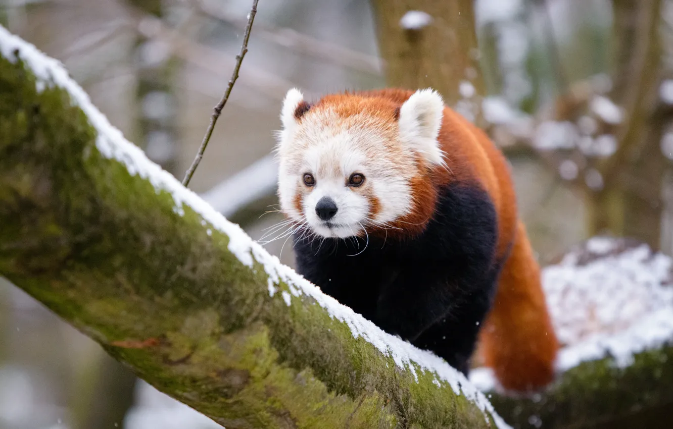 Photo wallpaper winter, look, snow, trees, branches, nature, background, red Panda