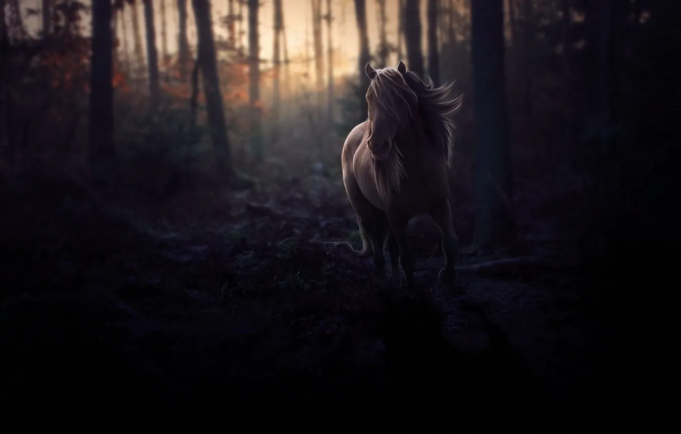 Photo wallpaper forest, horse, mane, twilight
