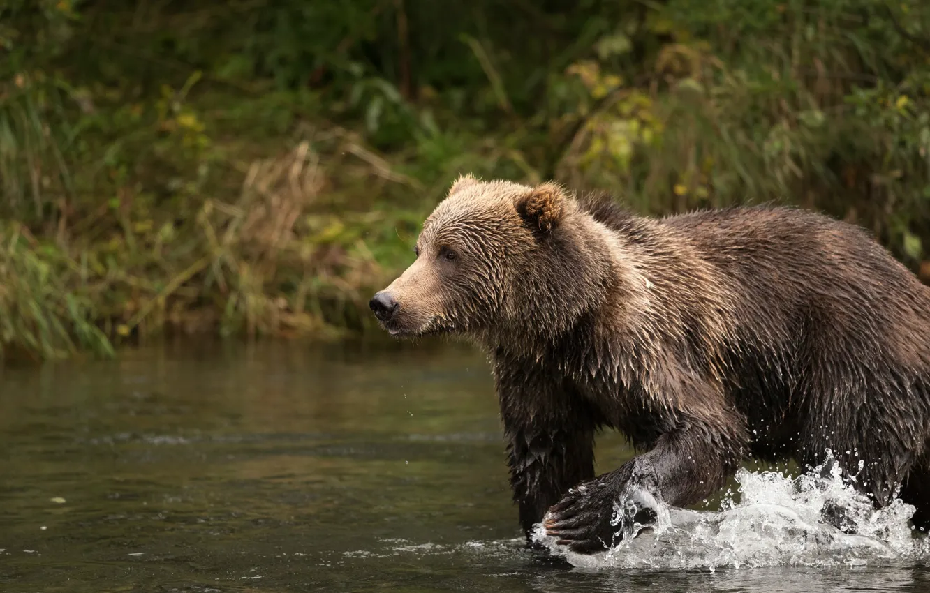 Photo wallpaper nature, bear, bathing, brown