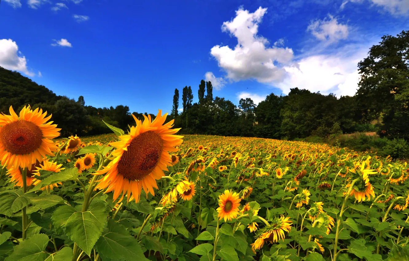 Photo wallpaper field, sunflowers, nature, field, nature, sunflowers