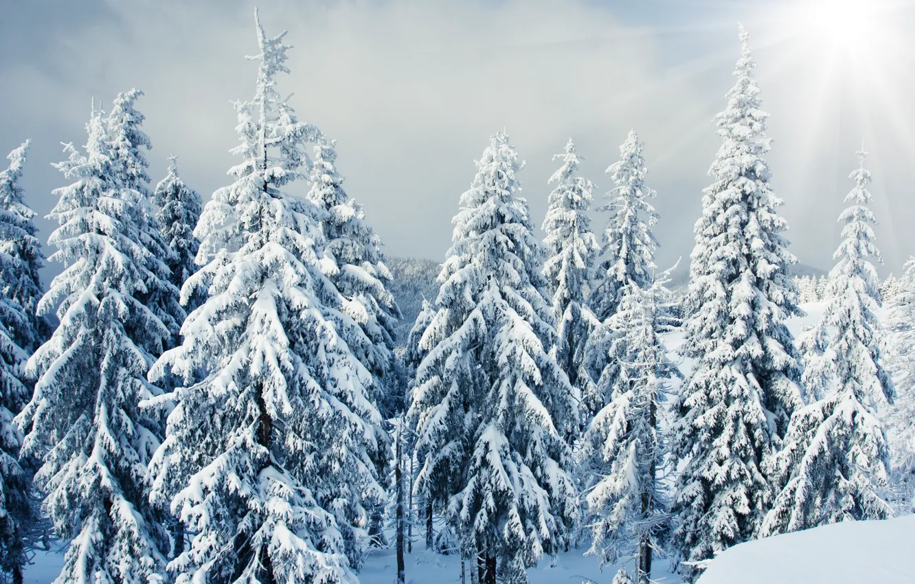 Photo wallpaper winter, forest, the sun, rays, snow, landscape, nature, tree