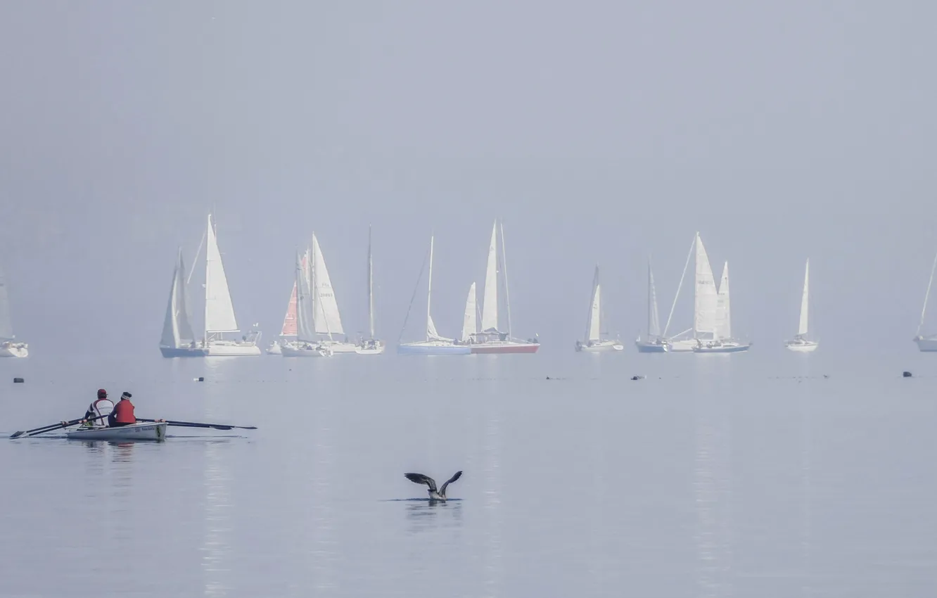 Photo wallpaper lake, bird, boat, yacht, sail