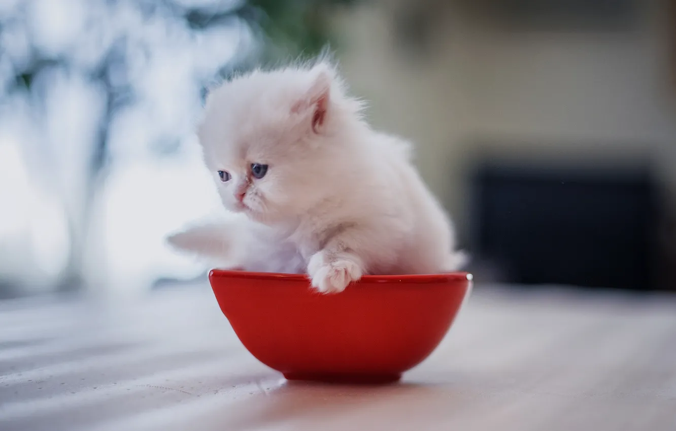 Photo wallpaper baby, bowl, kitty, Persian cat, white kitten