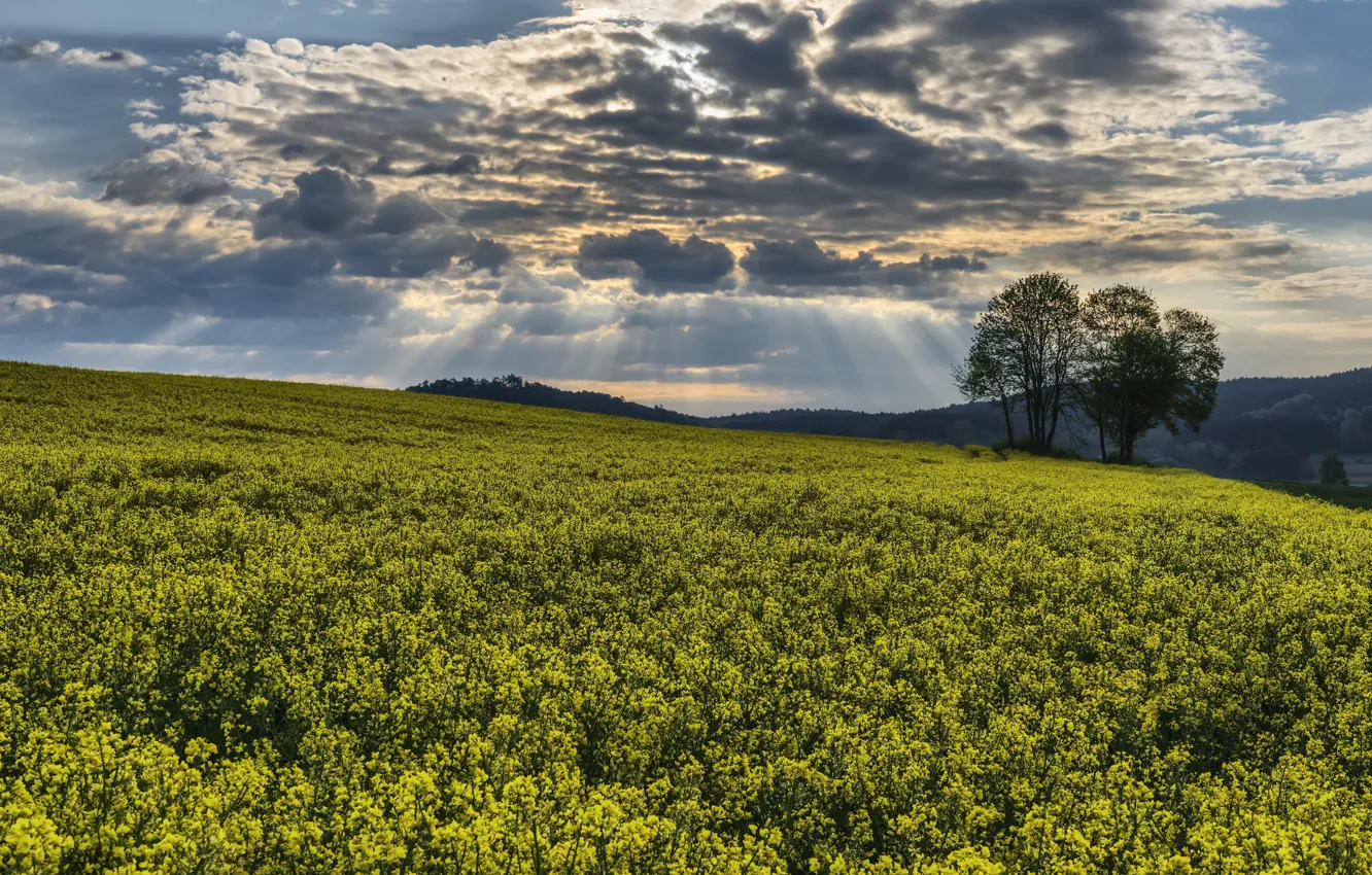 Photo wallpaper field, summer, rape