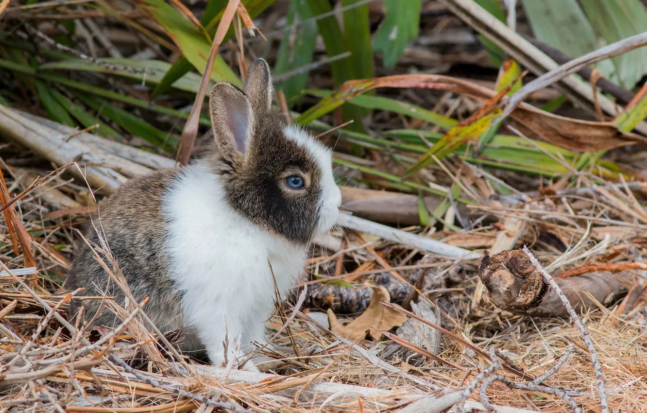 Photo wallpaper nature, rabbit, Bunny