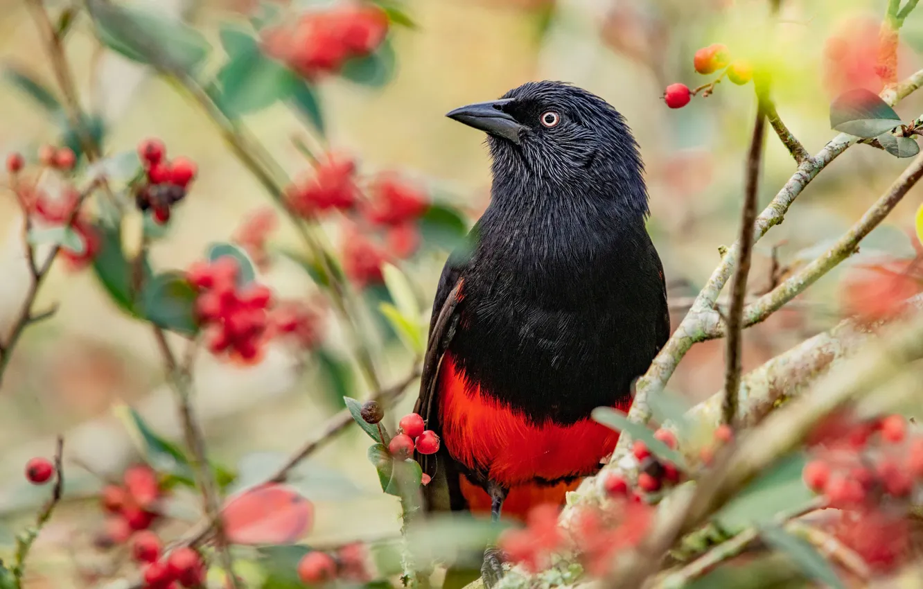 Photo wallpaper branches, berries, bird, fruit, bright, red-black, red - bellied corpse