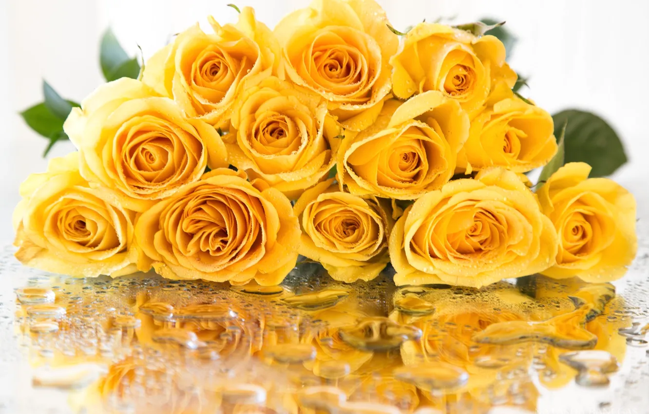 Photo wallpaper drops, yellow, reflection, roses