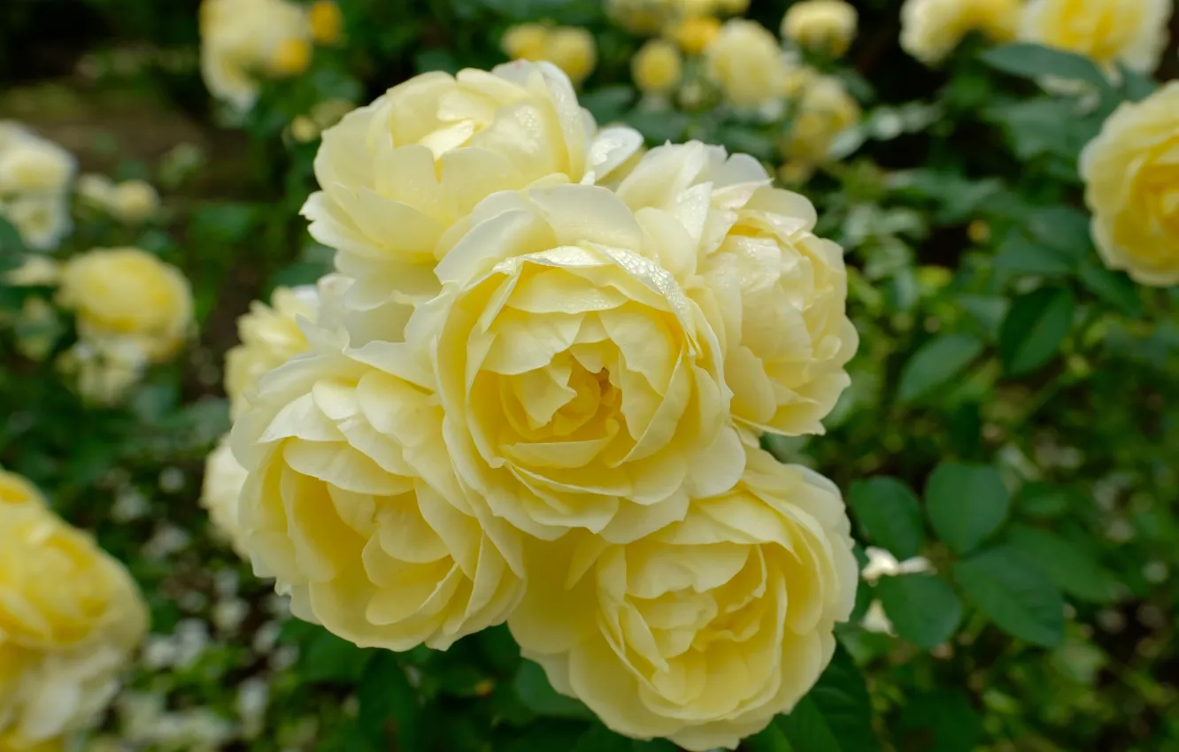 Photo wallpaper leaves, drops, yellow, roses, a lot, bokeh, rose Bush