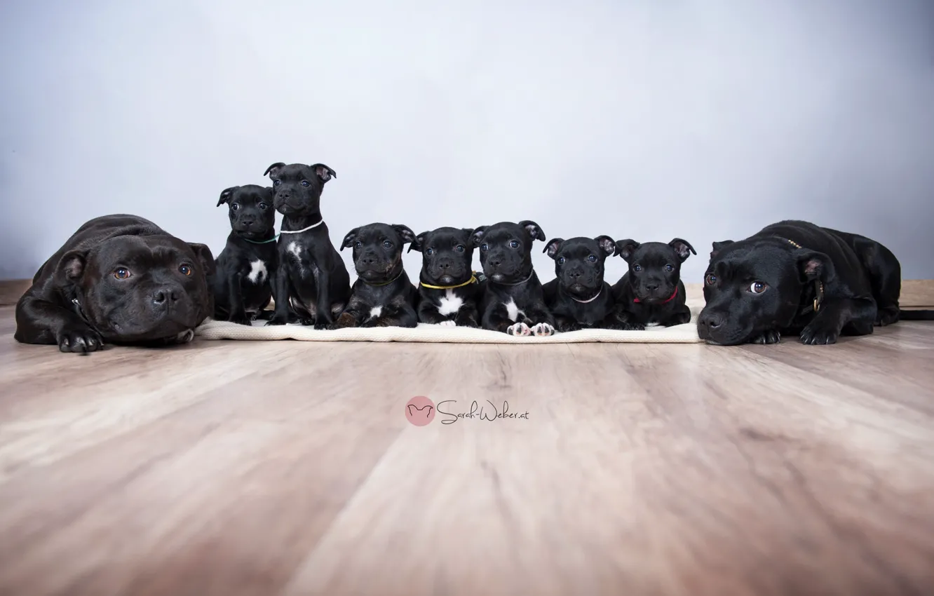 Photo wallpaper comfort, home, dog