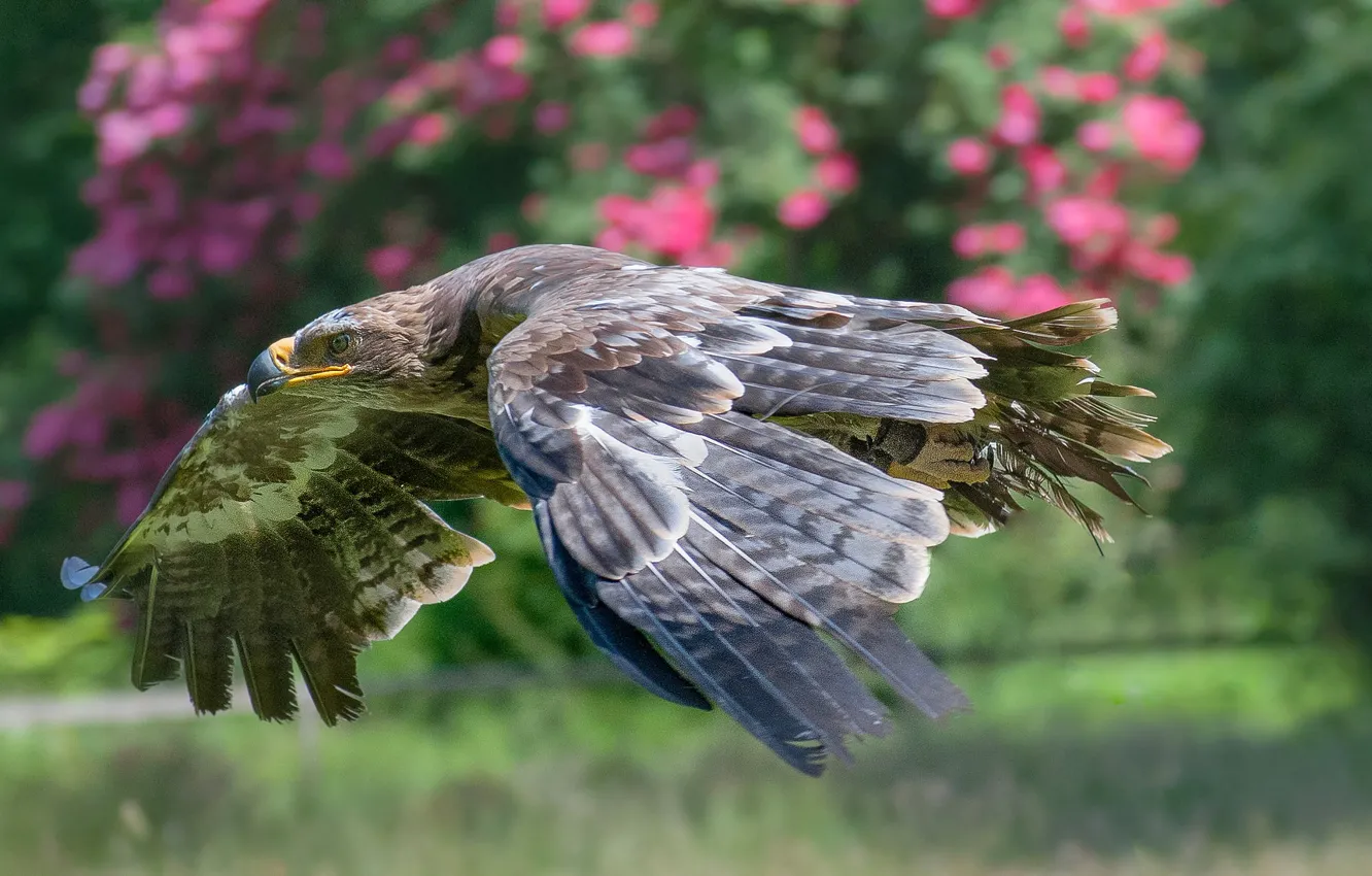 Photo wallpaper flight, bird, wings, predator, beak, steppe eagle
