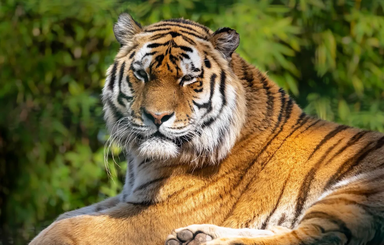 Photo wallpaper greens, the sun, nature, tiger, predator, lies, bokeh