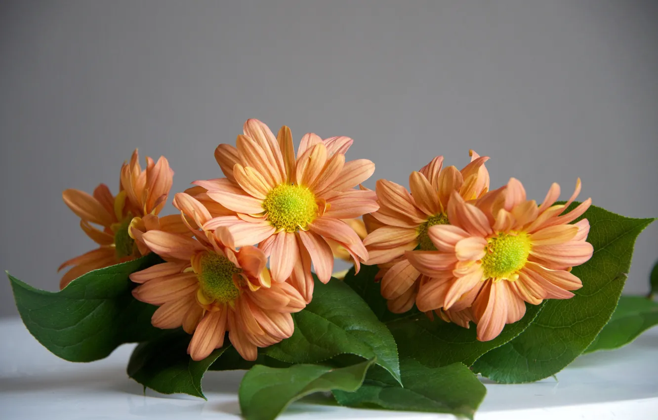 Photo wallpaper leaves, flowers, flowers