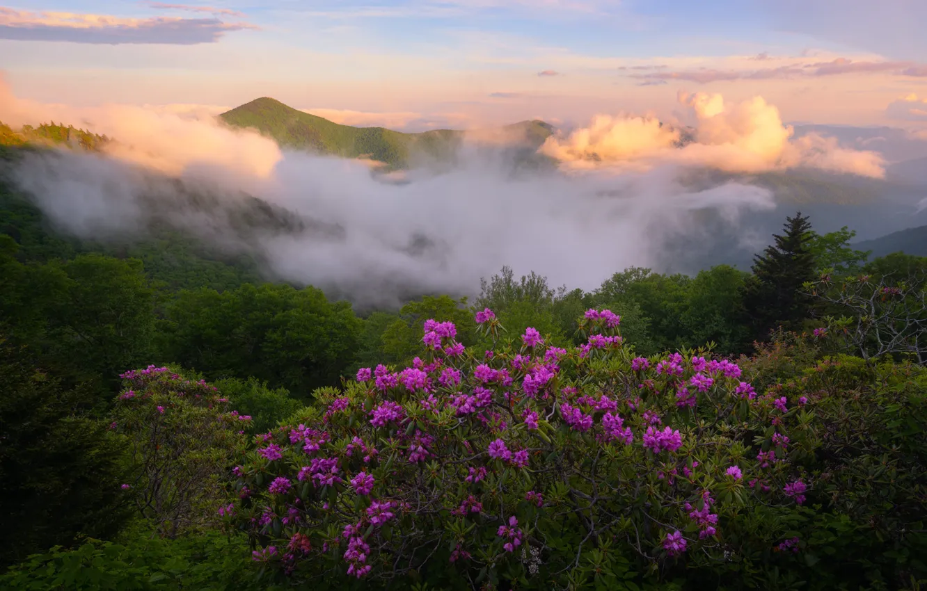 Photo wallpaper flowers, fog, hills, rhododendrons
