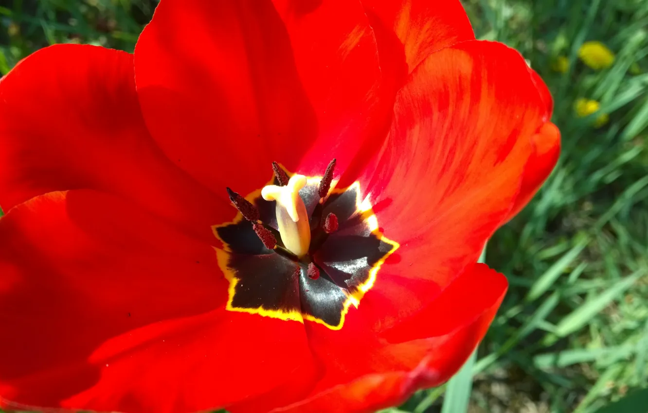 Photo wallpaper red, flower, beautiful, garden, tulip