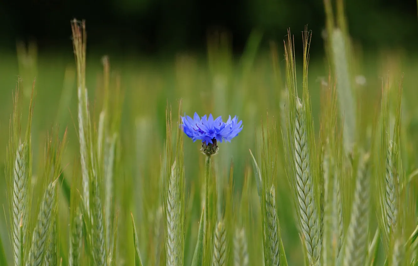 Photo wallpaper field, flower, blue, ears, voloshka, Cornflower